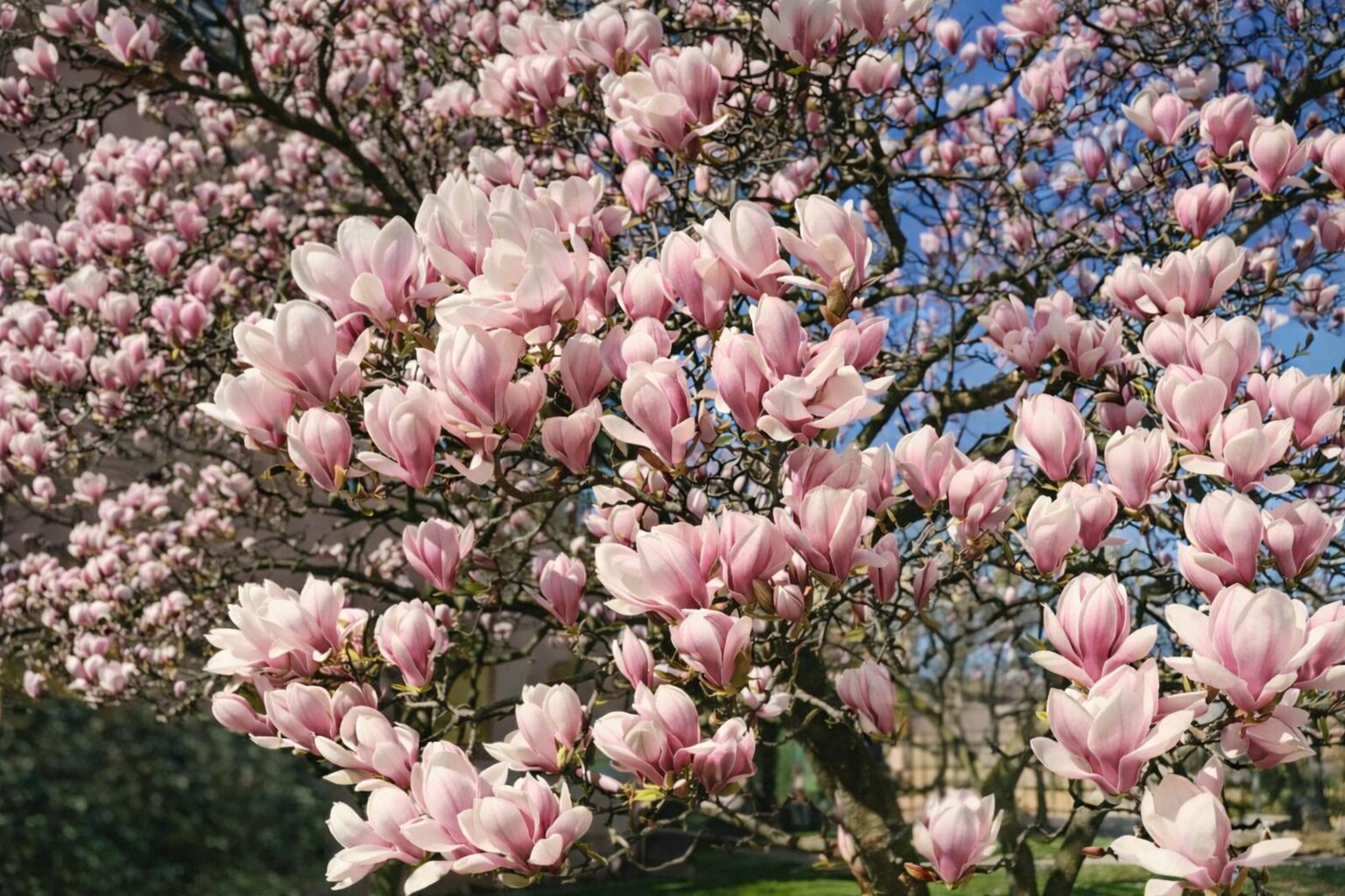 parkgaertnerei-stefan-dietrich-darmstadt-0011-1