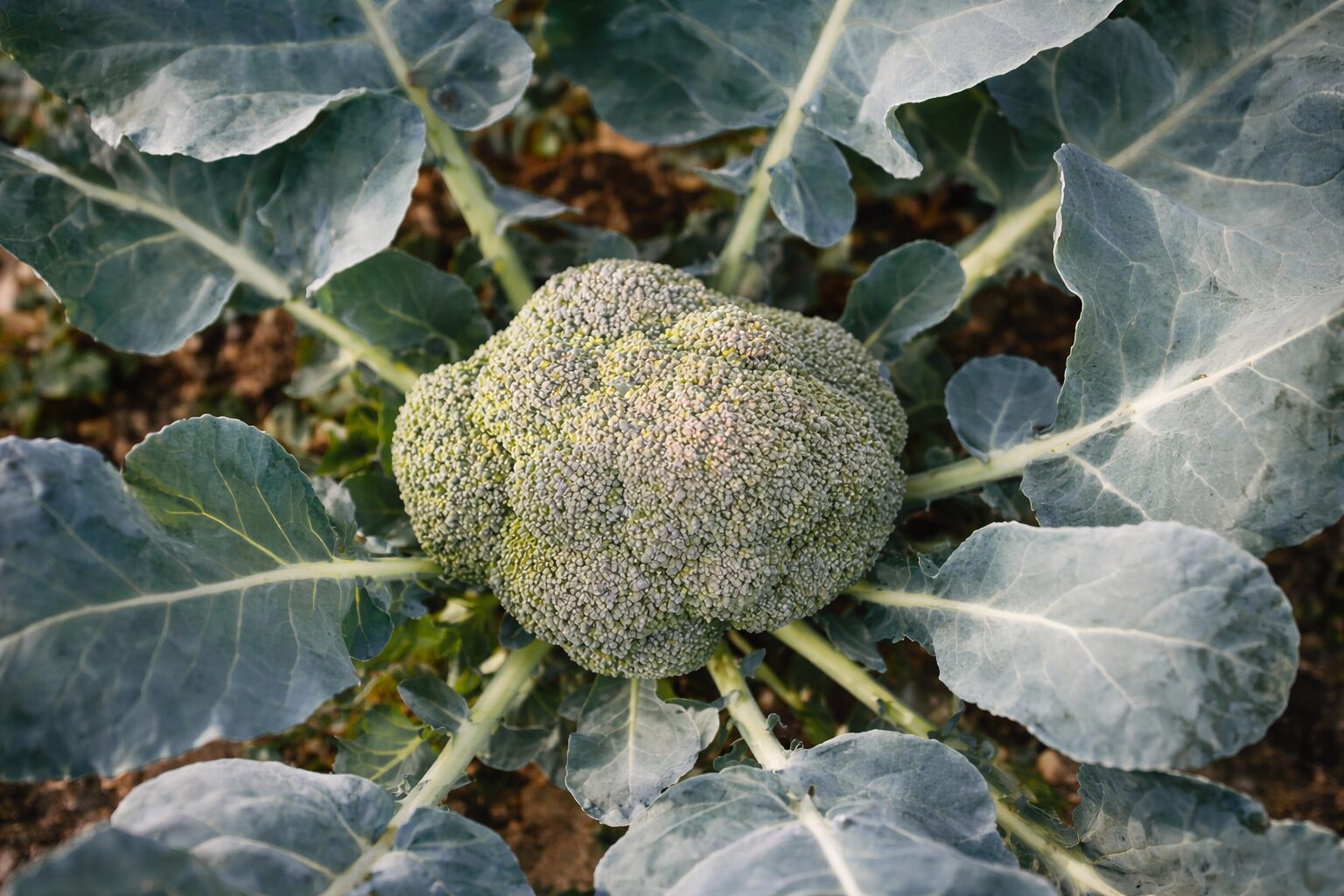 parkgaertnerei-stefan-dietrich-darmstadt-0012-2