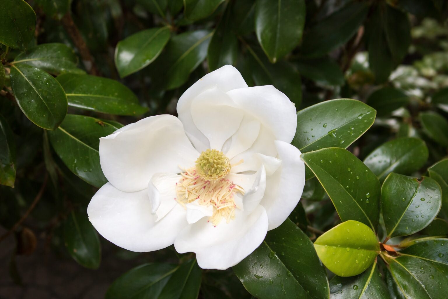 parkgaertnerei-stefan-dietrich-darmstadt-0014