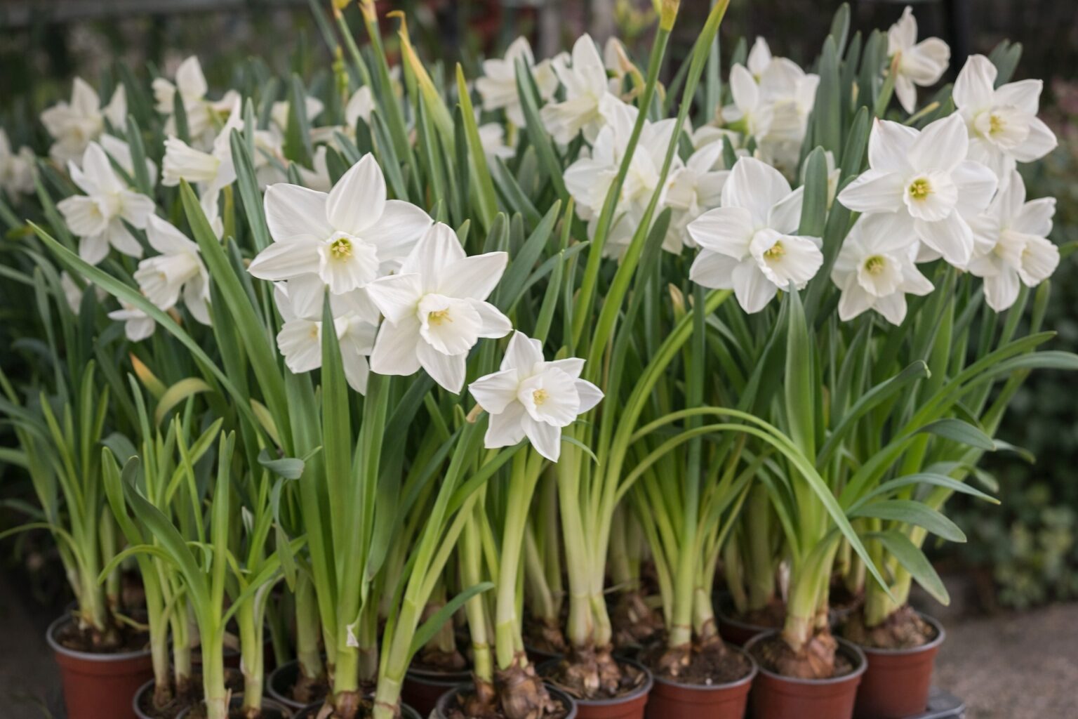parkgaertnerei-stefan-dietrich-darmstadt-007