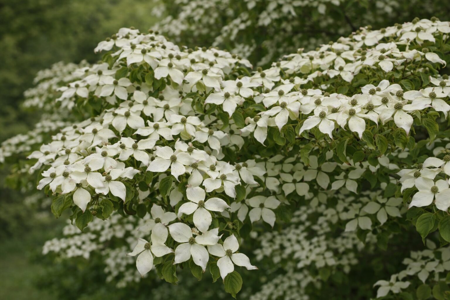 parkgaertnerei-stefan-dietrich-darmstadt-0023