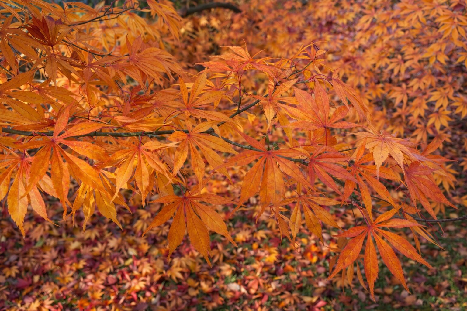 parkgaertnerei-stefan-dietrich-darmstadt-0024