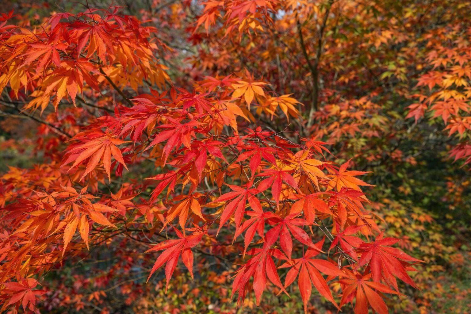 parkgaertnerei-stefan-dietrich-darmstadt-0025