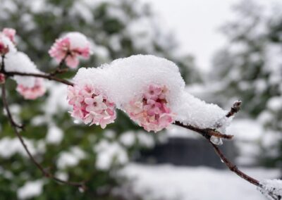 Parkgärtnerei Darmstadt Saisonal abgestimmte Pflanzenvielfalt für Beet, Balkon, Terrasse und Garten.