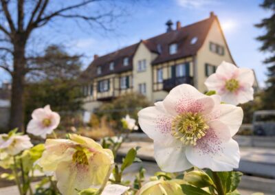 Parkgärtnerei Darmstadt Saisonal abgestimmte Pflanzenvielfalt für Beet, Balkon, Terrasse und Garten.