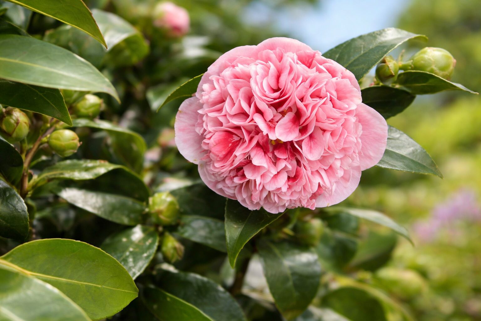 parkgaertnerei-stefan-dietrich-darmstadt-0042