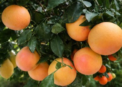 Mediterrane Pflanzen Darmstadt Saisonal abgestimmte Pflanzenvielfalt für Beet, Balkon, Terrasse und Garten.