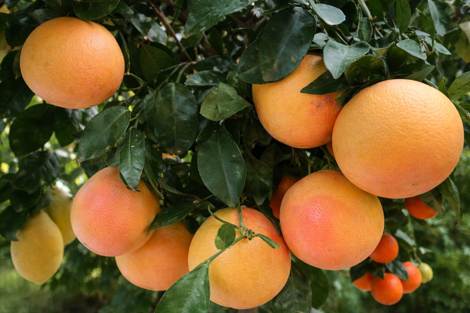 parkgaertnerei-stefan-dietrich-darmstadt-0047png