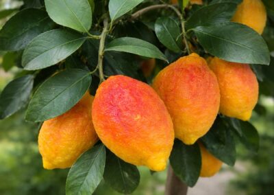 Mediterrane Pflanzen Darmstadt Saisonal abgestimmte Pflanzenvielfalt für Beet, Balkon, Terrasse und Garten.