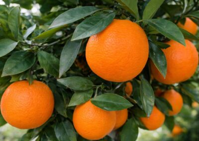 Mediterrane Pflanzen Darmstadt Saisonal abgestimmte Pflanzenvielfalt für Beet, Balkon, Terrasse und Garten.