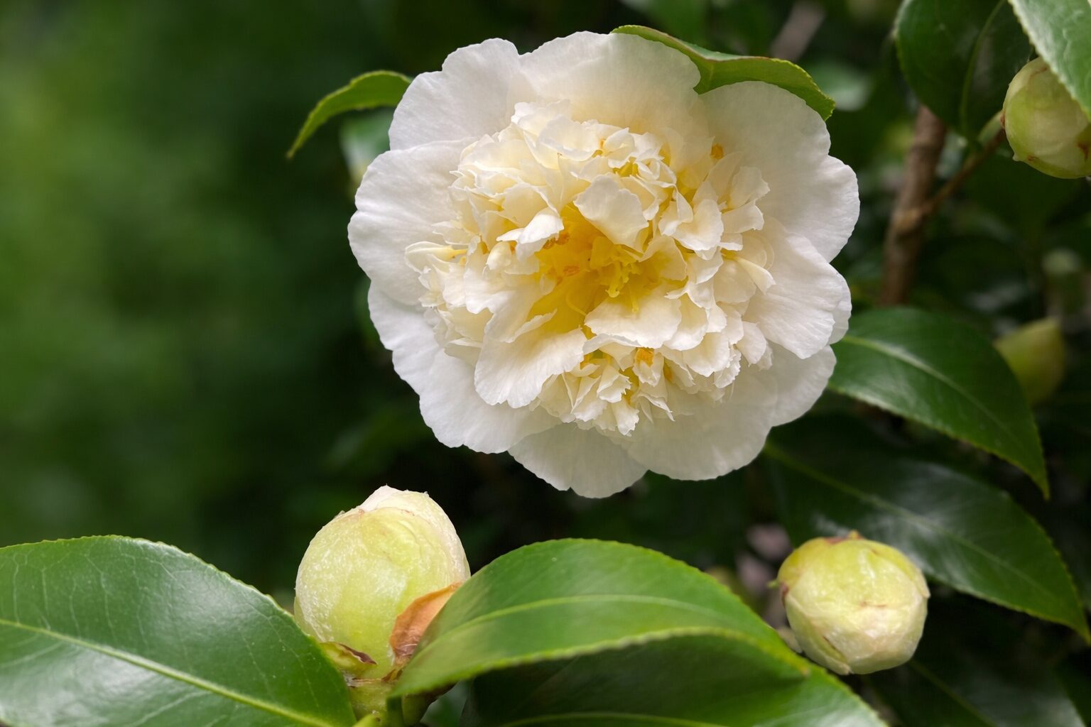 parkgaertnerei-stefan-dietrich-darmstadt-006-1