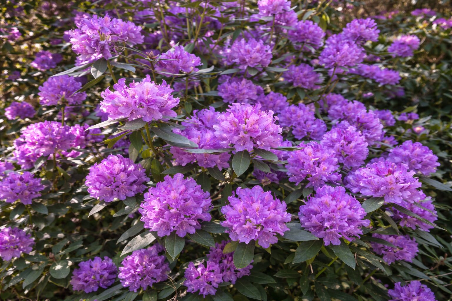 parkgaertnerei-stefan-dietrich-darmstadt-007