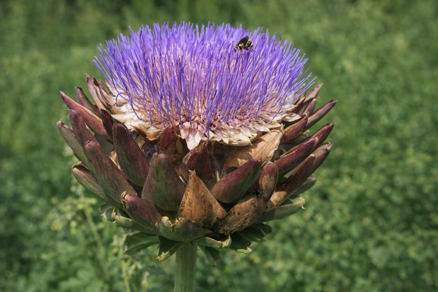 parkgaertnerei-stefan-dietrich-darmstadt-092